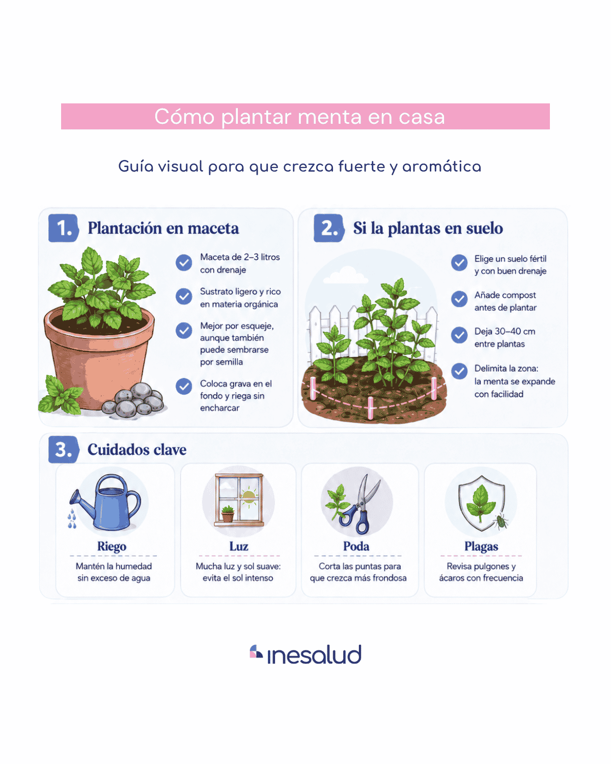 Guía visual para plantar menta en casa en maceta, suelo y sus cuidados