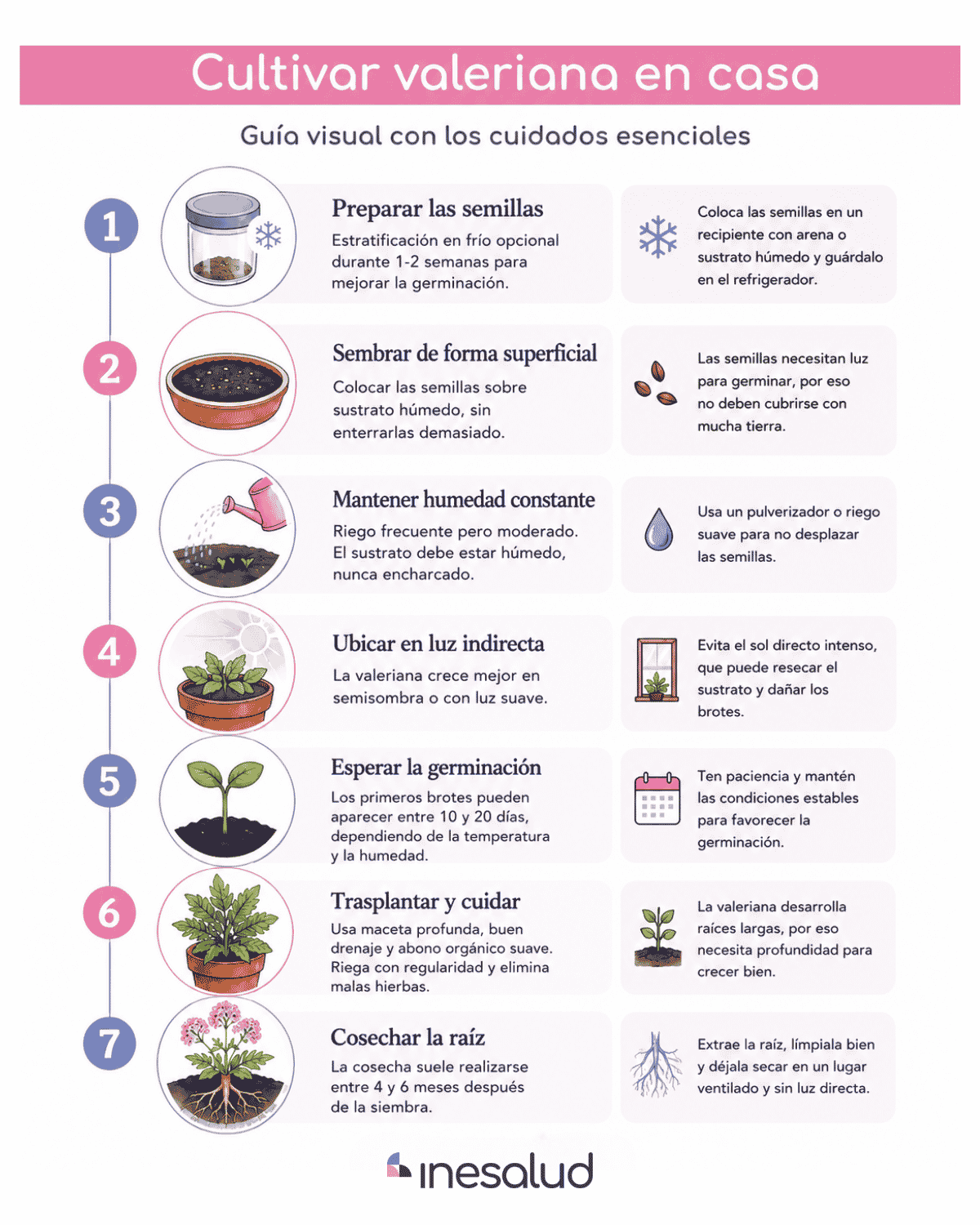 Guía visual con los cuidados esenciales para plantar valeriana en casa