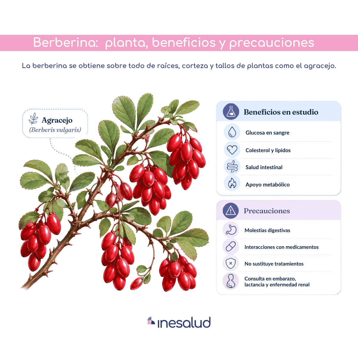 Infografía sobre planta, beneficios y precauciones de la berberina