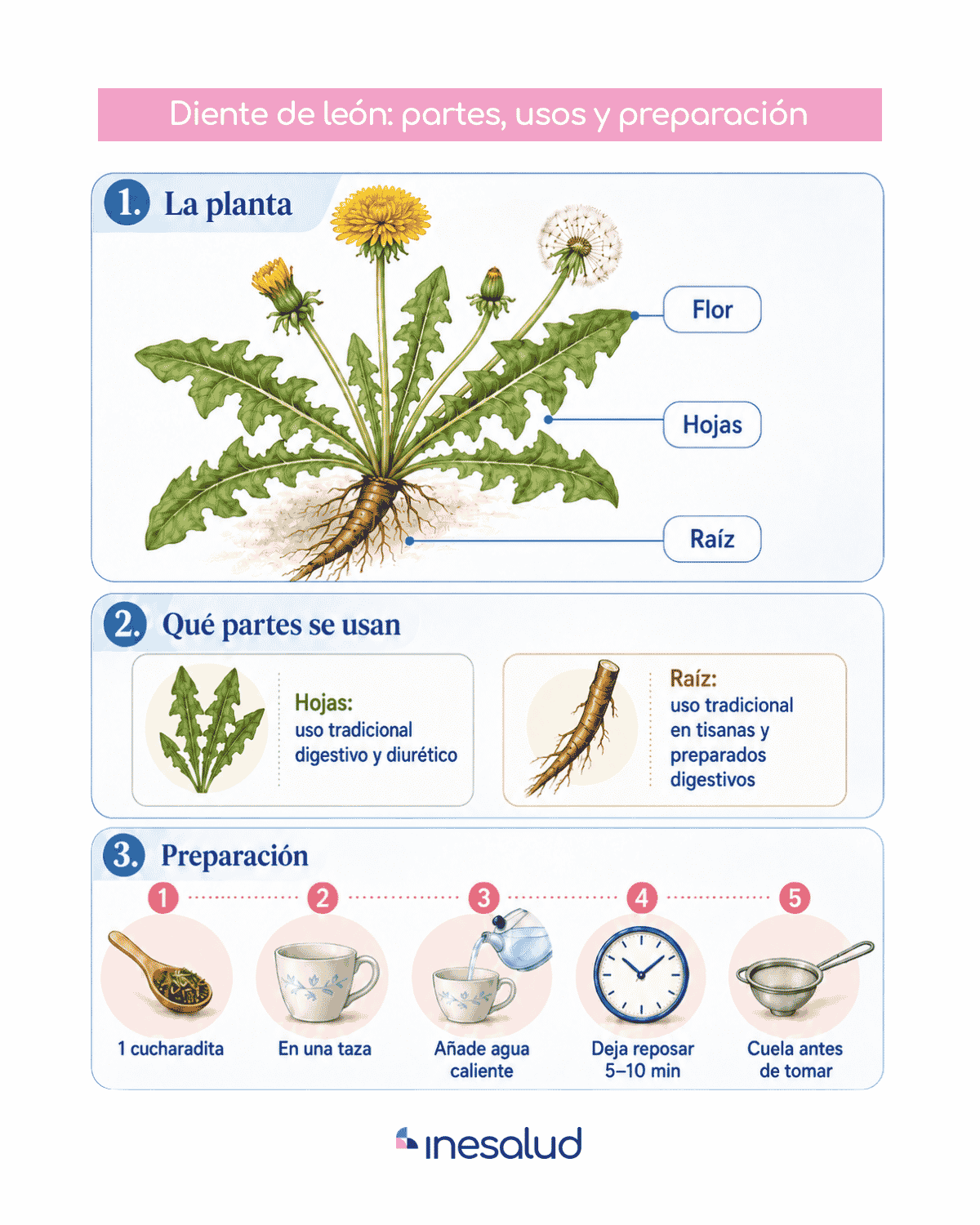 Infografía sobre las partes del diente de león y cómo preparar una tisana paso a paso