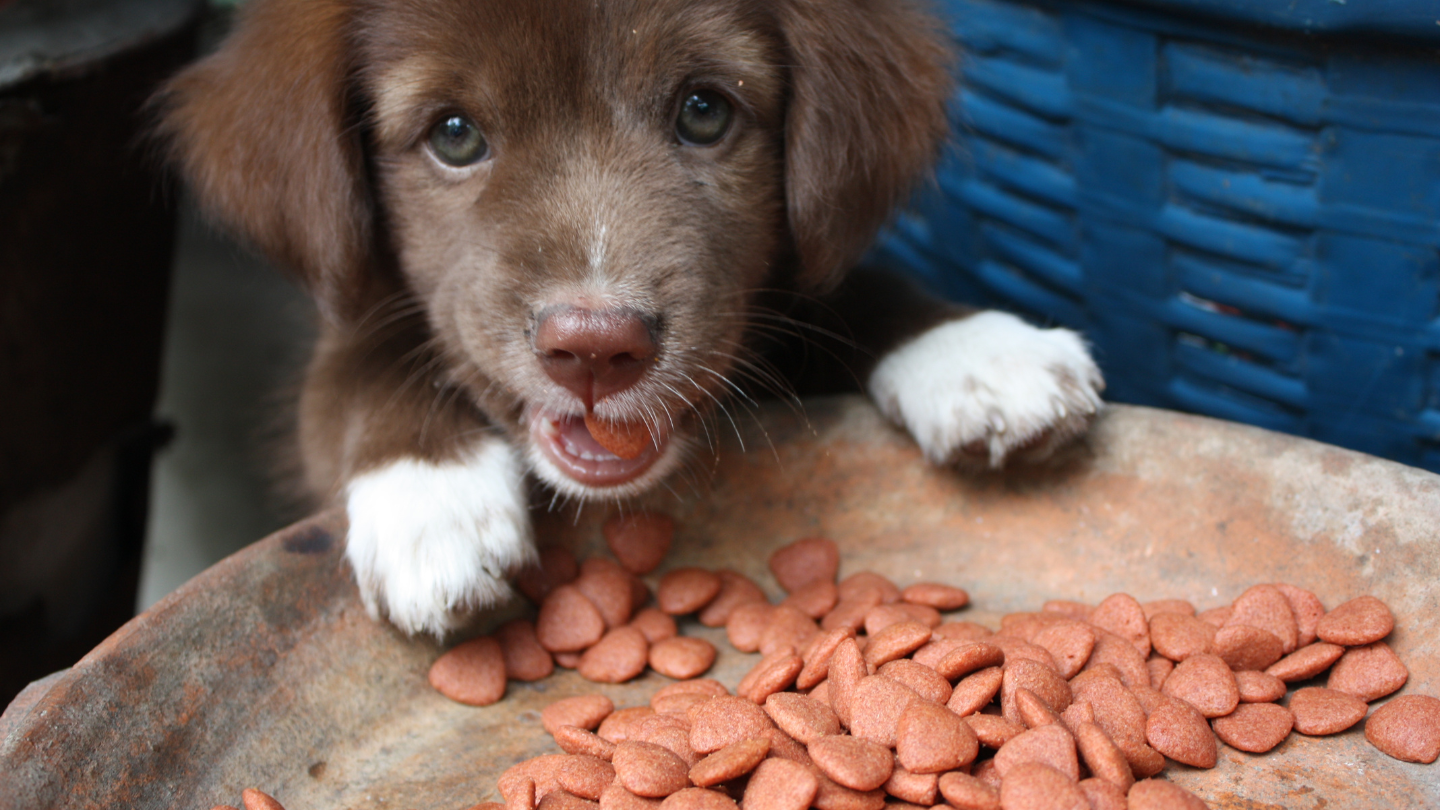 Alimentos mascotas