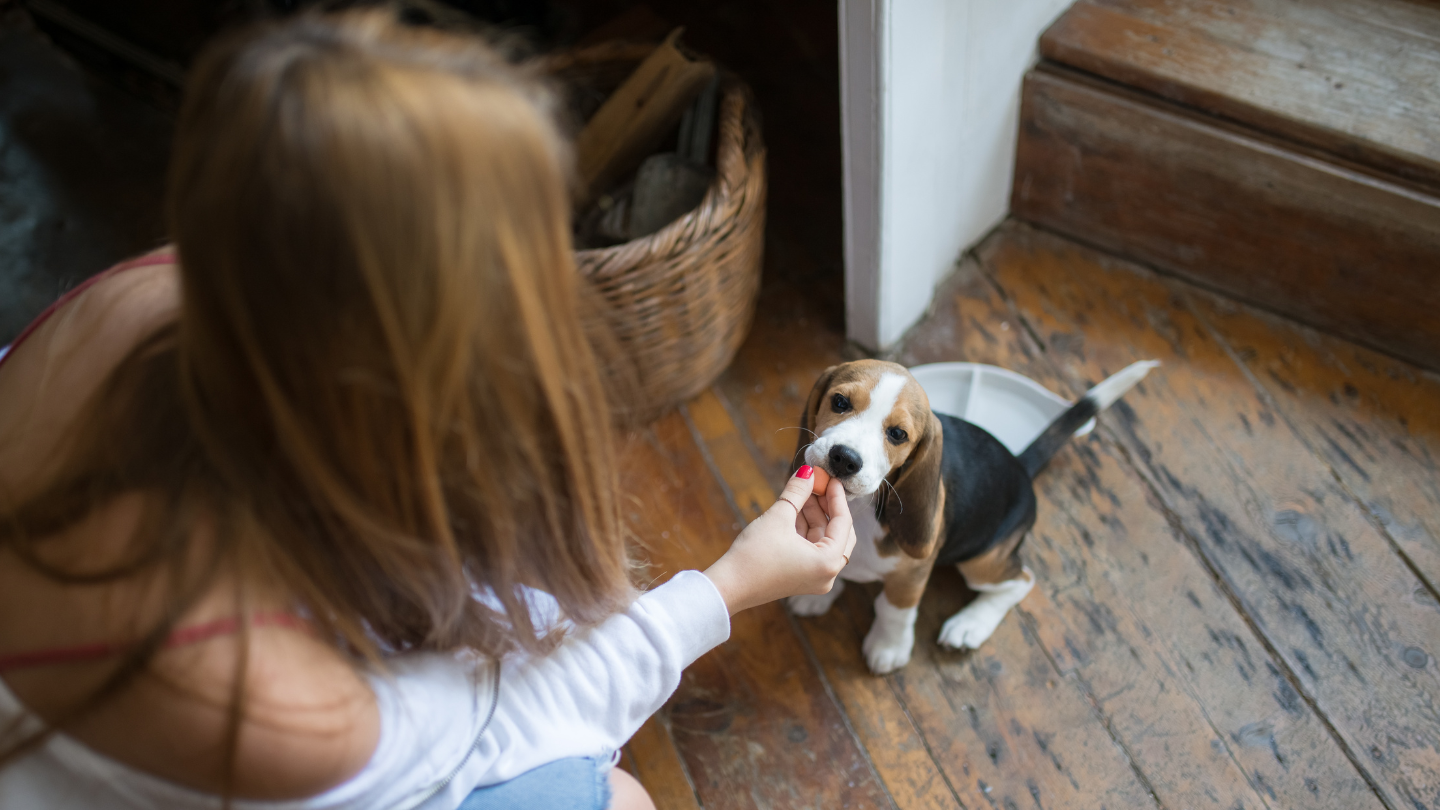 Alimentos prohibidos mascotas