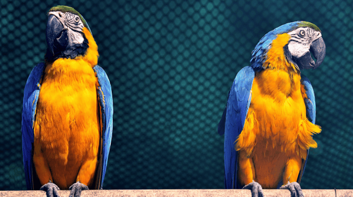 Aves psitácidas