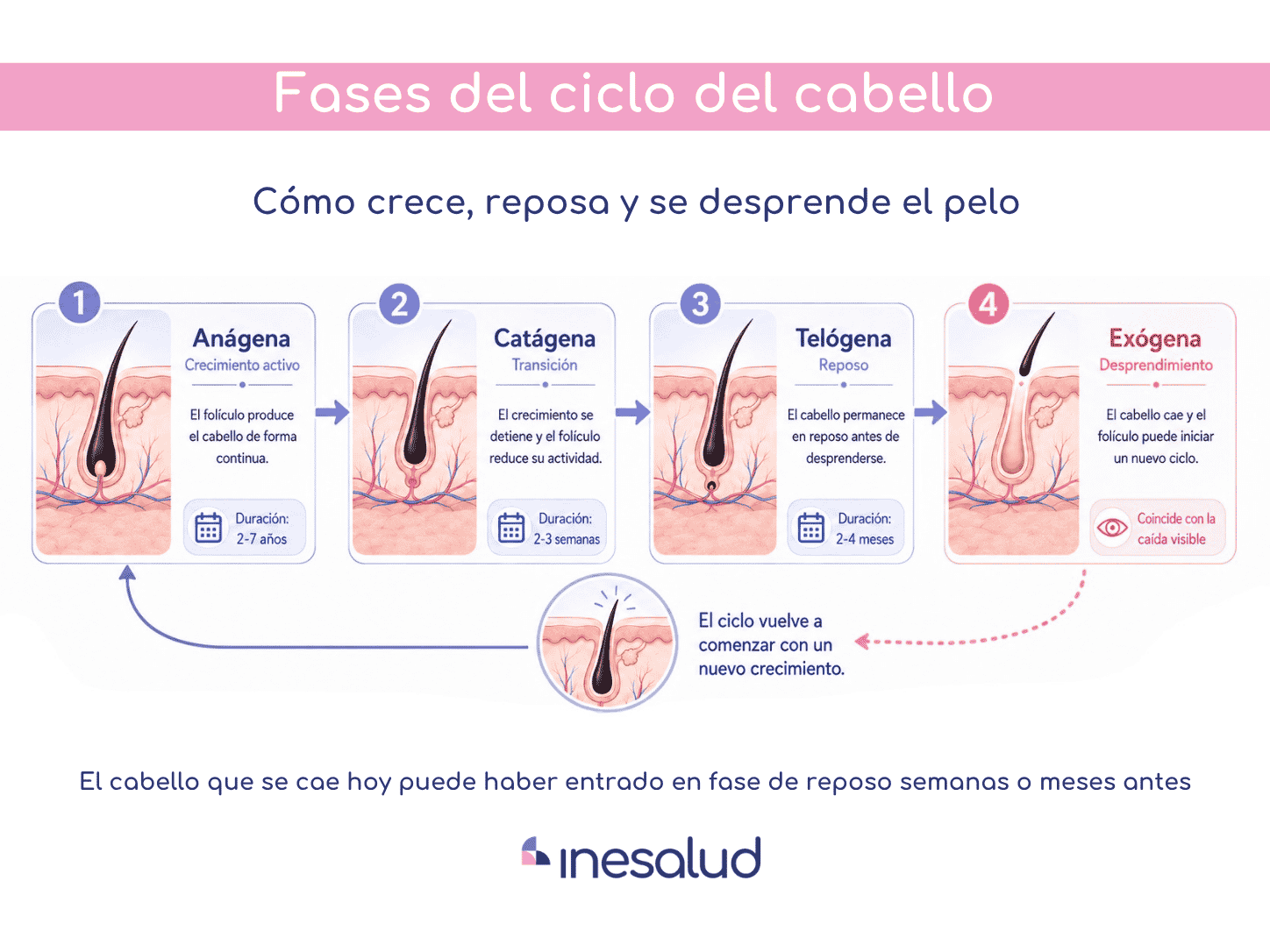 ciclo del pelo 