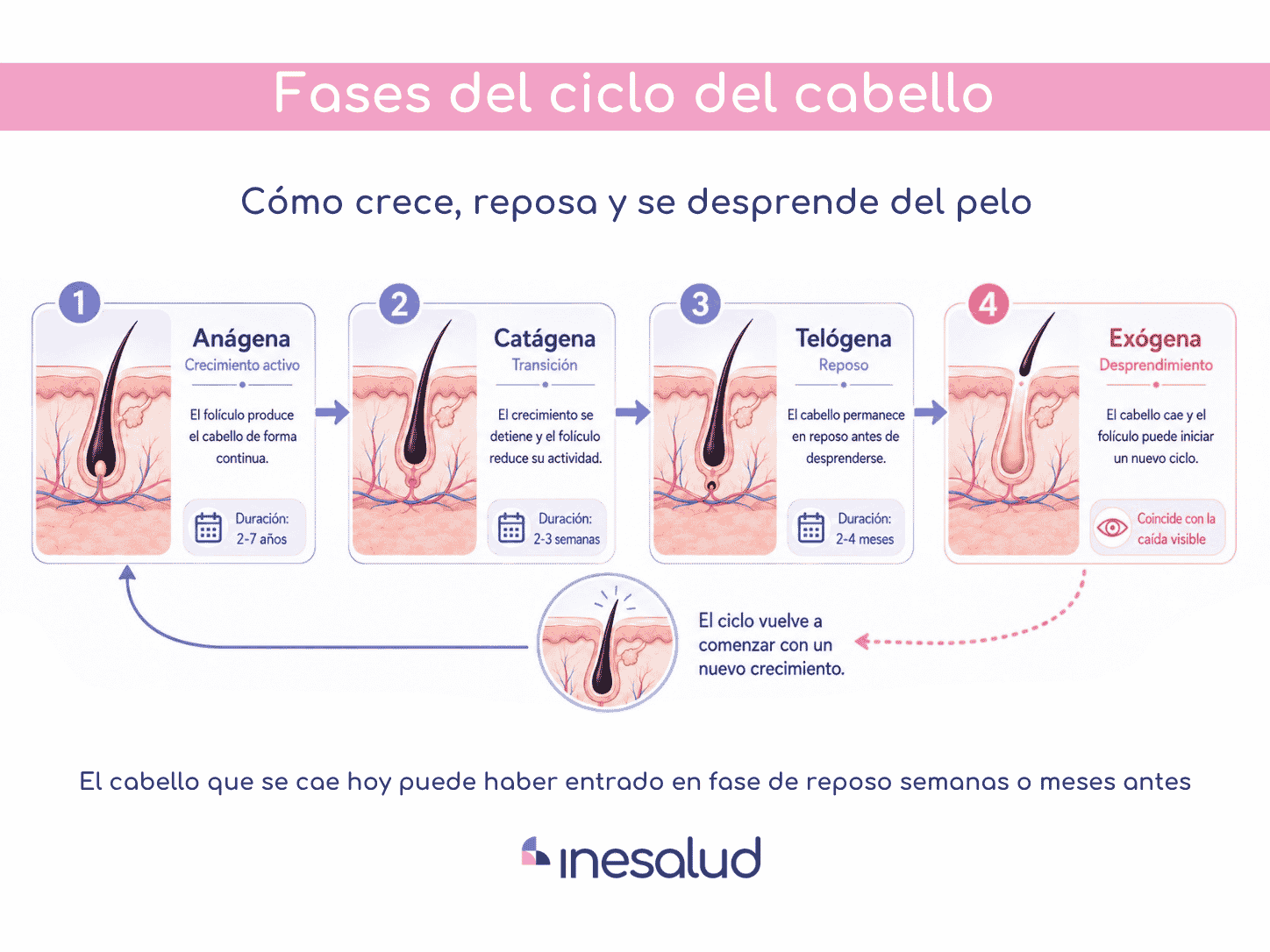 fases del ciclo del cabello