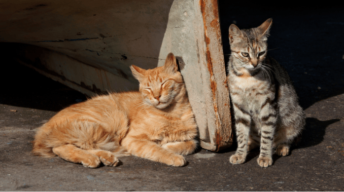 Gatos en vacaciones
