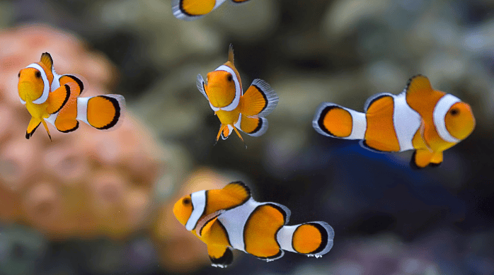 Peces ornamentales