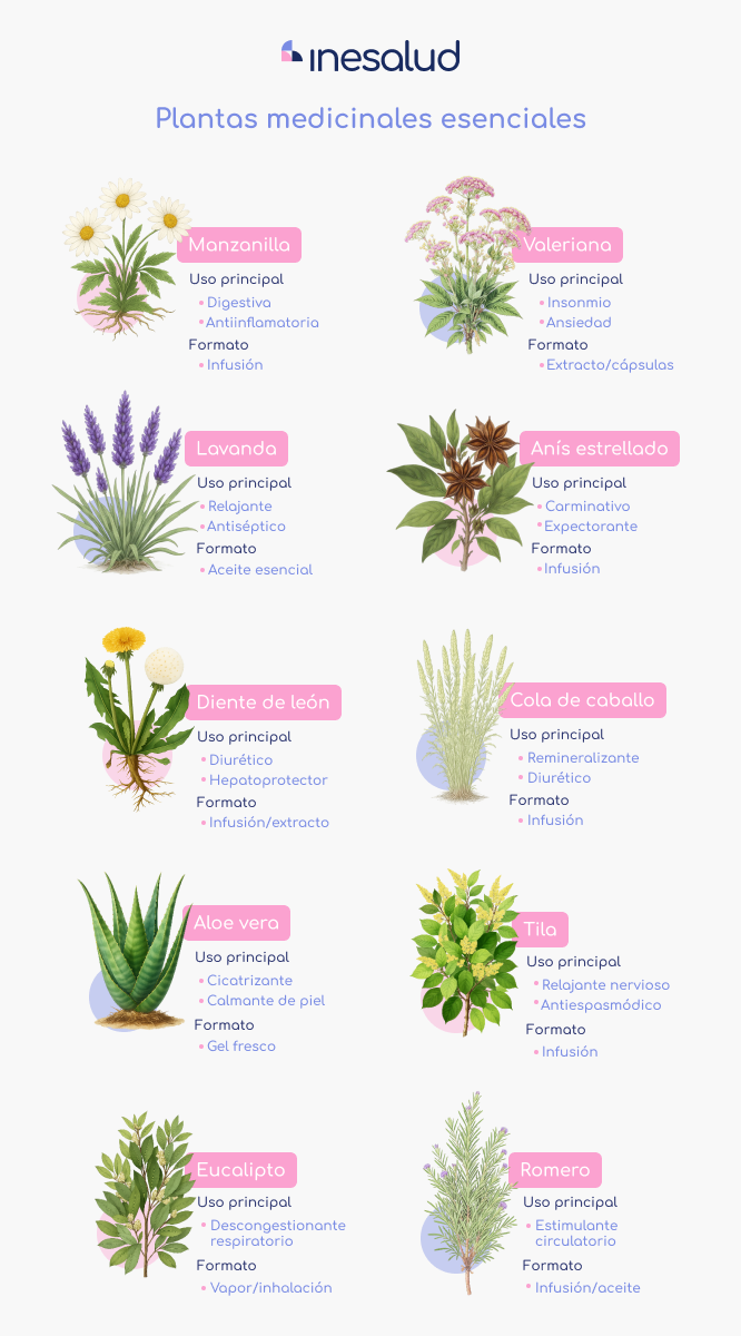 plantas-medicinales-esenciales