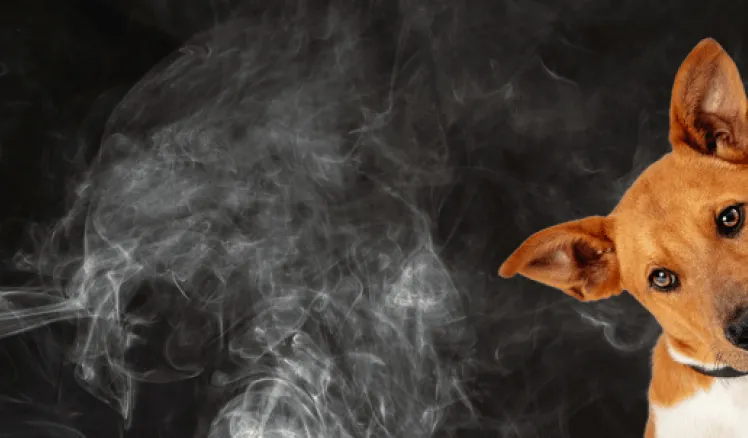 Efectos del humo del tabaco en las mascotas
