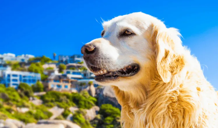 Golpe de calor en perros