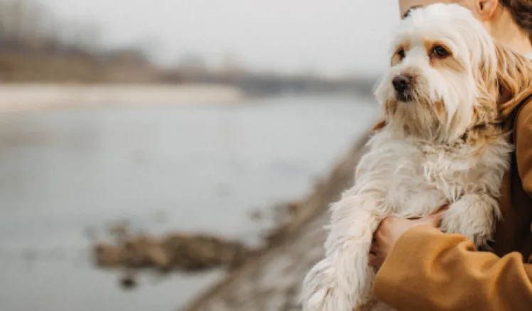 cuánto cuesta mantener un perro al año