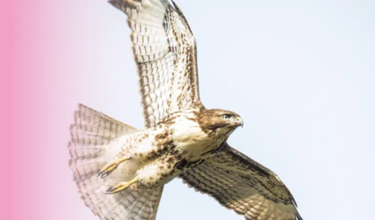 halcones en los aeropuertos