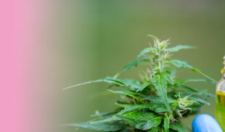 cannabis medicinal españa