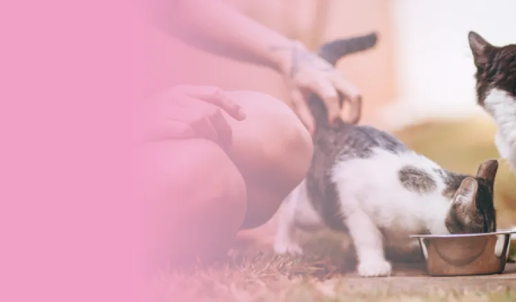Alimentos prohibidos mascotas