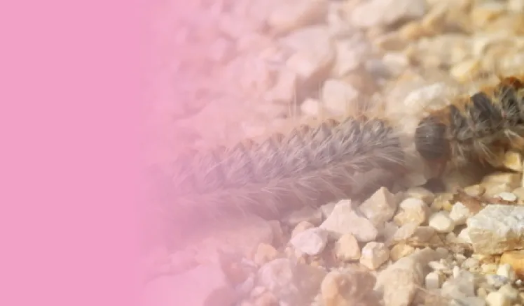 Oruga procesionaria
