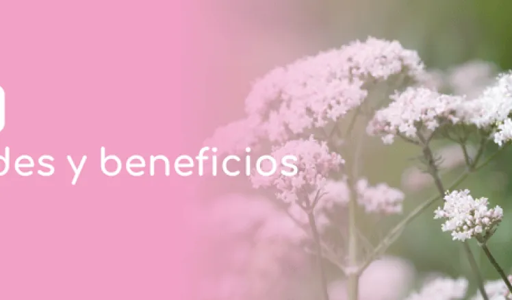 Beneficios valeriana 
