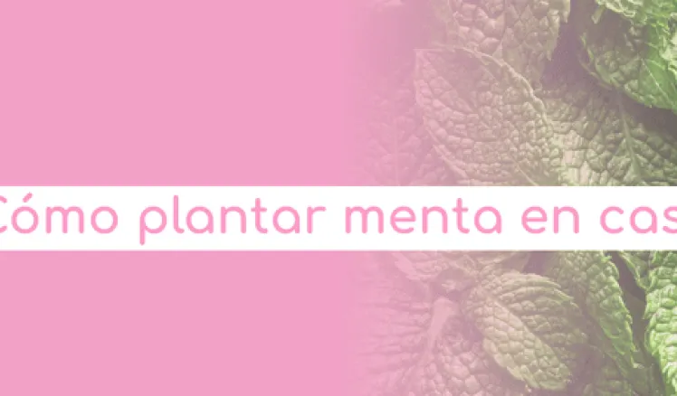 como plantar menta en casa paso a paso