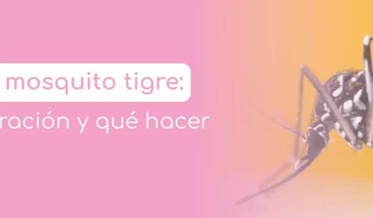 picadura de mosquito tigre