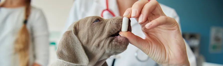 Nutrición veterinaria