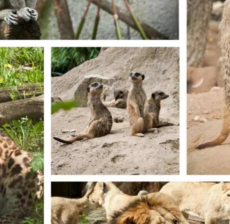 Curso Universitario de Especialización en Cuidador de Parques Zoológicos