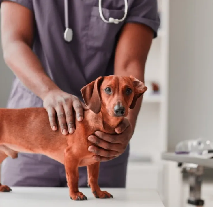 Curso de Desarrollo Profesional en Gestión Clínica Veterinaria