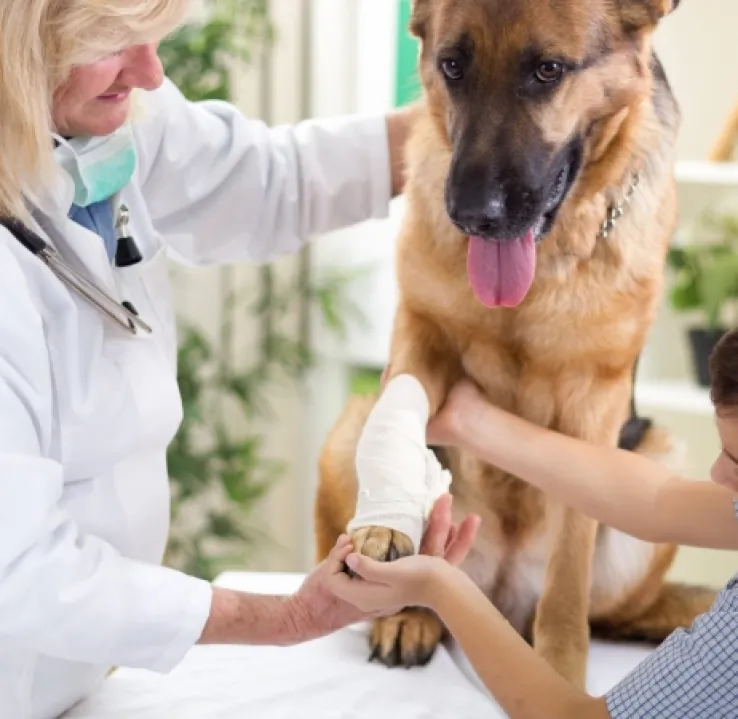 Máster en Veterinaria: Práctica Clínica y Urgencias