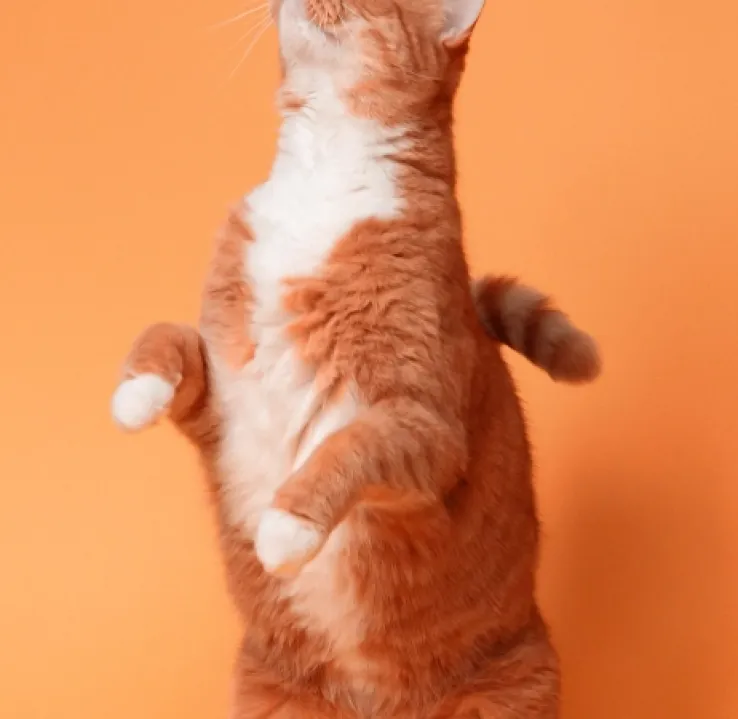 Curso de Desarrollo Profesional en Etología y Comportamiento Animal