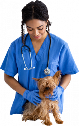 Cursos de Veterinaria